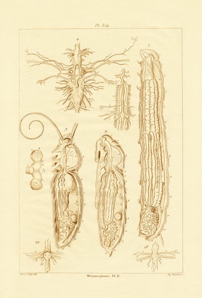 Metamorphose von French School